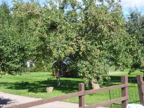 Small Äpple Orchard.
